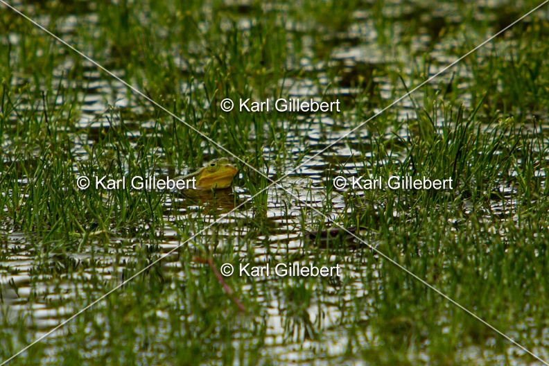 Karl-Gillebert-grenouille-verte-Pelophylax-kl-esculentus-9444.jpg