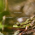 Karl-Gillebert-grenouille-verte-Pelophylax-kl-esculentus-9711
