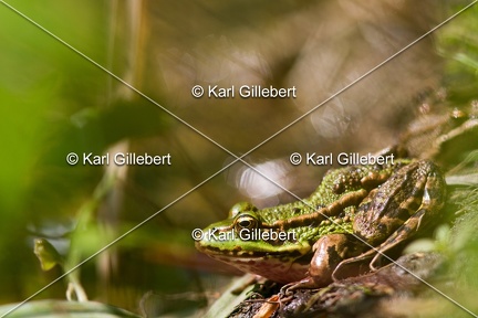 Karl-Gillebert-grenouille-verte-Pelophylax-kl-esculentus-9711