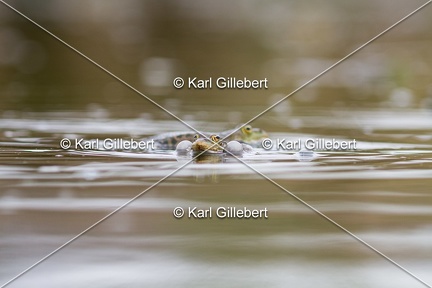 Karl-Gillebert-grenouille-verte-Pelophylax-kl-esculentus-0037