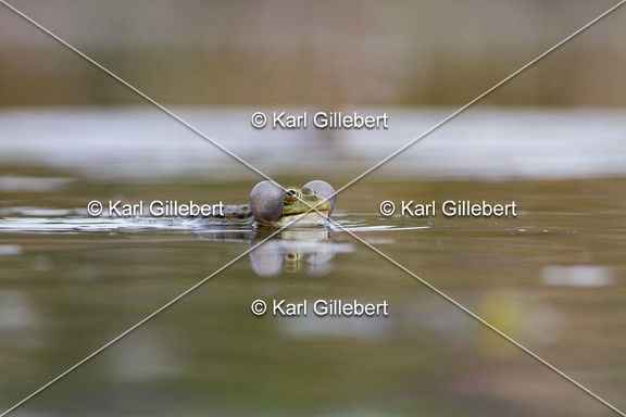 Karl-Gillebert-grenouille-verte-Pelophylax-kl-esculentus-0080