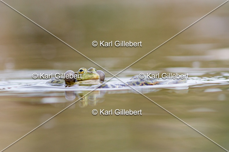 Karl-Gillebert-grenouille-verte-Pelophylax-kl-esculentus-0105.jpg