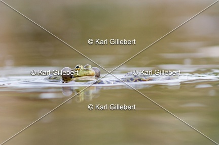 Karl-Gillebert-grenouille-verte-Pelophylax-kl-esculentus-0105