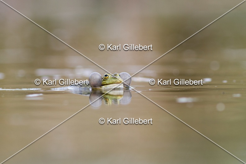 Karl-Gillebert-grenouille-verte-Pelophylax-kl-esculentus-0114.jpg