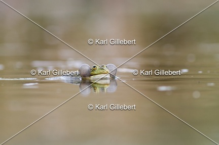 Karl-Gillebert-grenouille-verte-Pelophylax-kl-esculentus-0114