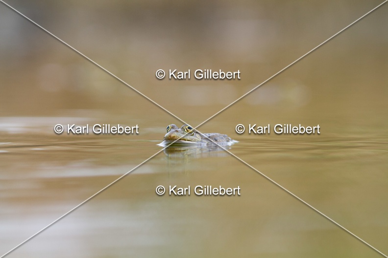 Karl-Gillebert-grenouille-verte-Pelophylax-kl-esculentus-0124.jpg