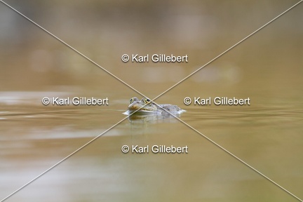 Karl-Gillebert-grenouille-verte-Pelophylax-kl-esculentus-0124