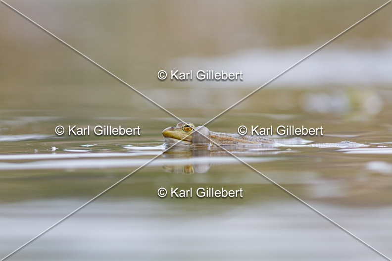 Karl-Gillebert-grenouille-verte-Pelophylax-kl-esculentus-0129.jpg
