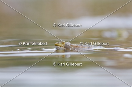Karl-Gillebert-grenouille-verte-Pelophylax-kl-esculentus-0129