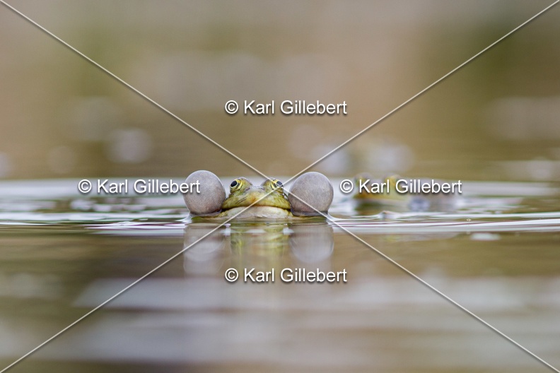 Karl-Gillebert-grenouille-verte-Pelophylax-kl-esculentus-0149