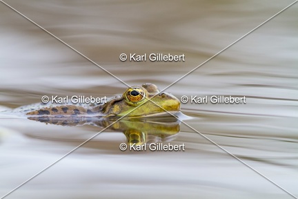Karl-Gillebert-grenouille-verte-Pelophylax-kl-esculentus-0165