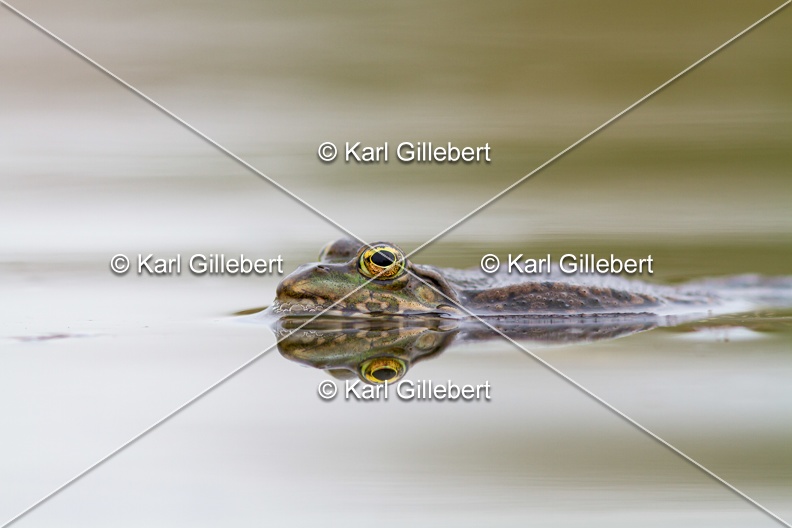 Karl-Gillebert-grenouille-verte-Pelophylax-kl-esculentus-0178.jpg