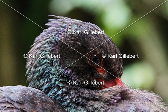 Karl-Gillebert-cigogne-noir-ciconia-nigra-4193