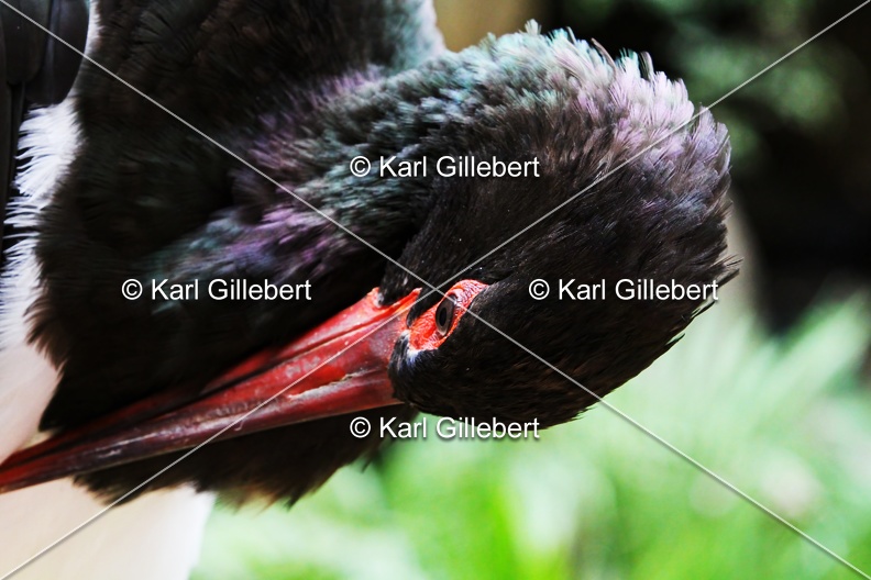 Karl-Gillebert-cigogne-noir-ciconia-nigra-4204.jpg