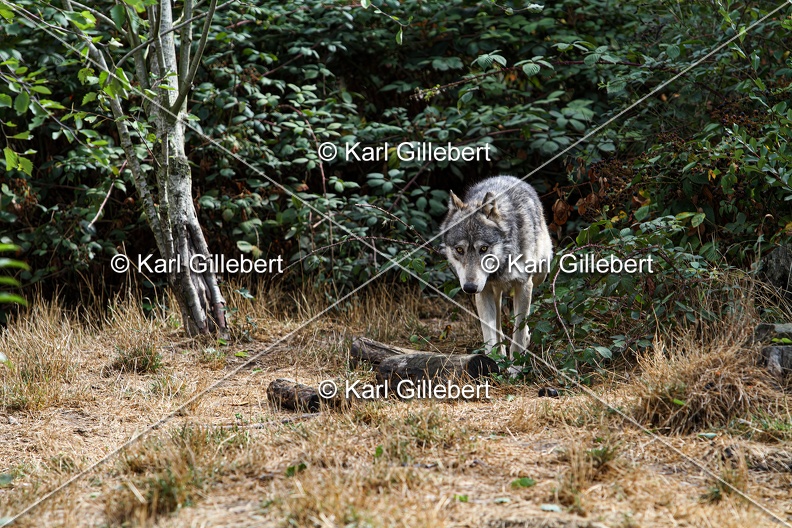 Karl-Gillebert-loup-gris-d-europe-canis-lupus-lupus-4789.jpg