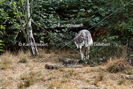 Karl-Gillebert-loup-gris-d-europe-canis-lupus-lupus-4789