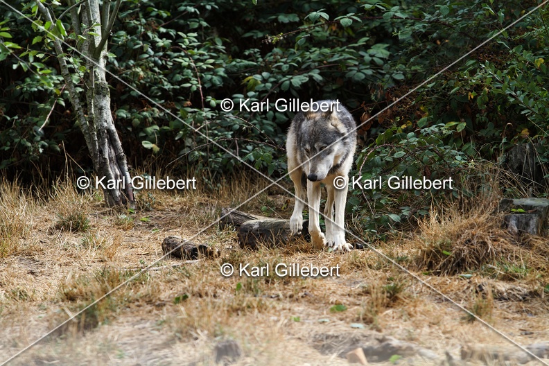 Karl-Gillebert-loup-gris-d-europe-canis-lupus-lupus-4794.jpg