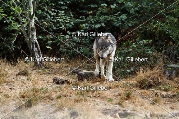 Karl-Gillebert-loup-gris-d-europe-canis-lupus-lupus-4794