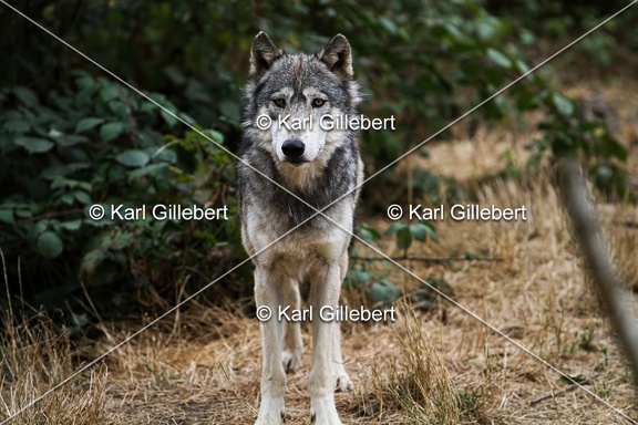 Karl-Gillebert--loup-gris-d-europe-canis-lupus-lupus-5352