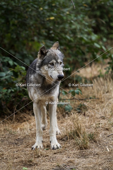 Karl-Gillebert--loup-gris-d-europe-canis-lupus-lupus-5357.jpg
