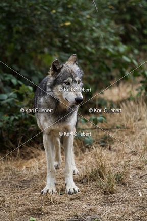 Karl-Gillebert--loup-gris-d-europe-canis-lupus-lupus-5357