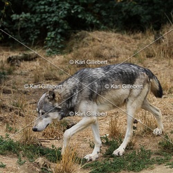 Loup gris commun - Canis lupus lupus