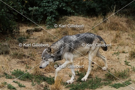 Karl-Gillebert--loup-gris-d-europe-canis-lupus-lupus-5383