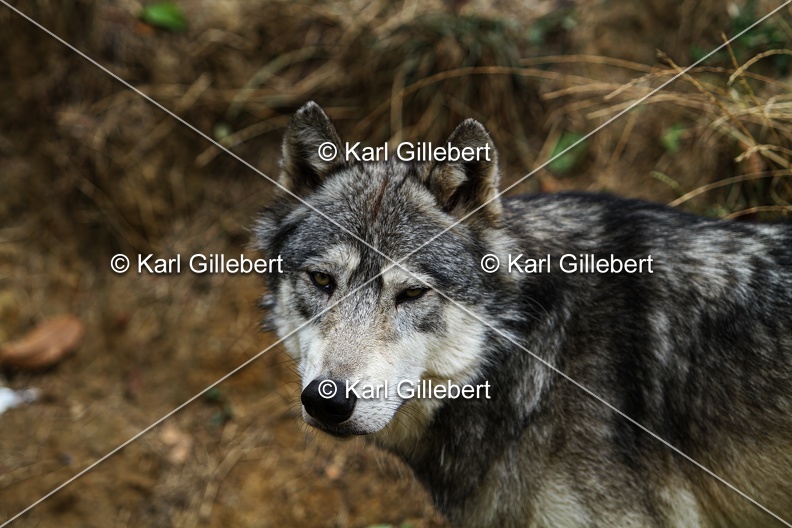 Karl-Gillebert--loup-gris-d-europe-canis-lupus-lupus-5391.jpg