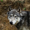 Karl-Gillebert--loup-gris-d-europe-canis-lupus-lupus-5391