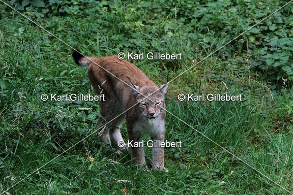 Karl-Gillebert-lynx-boreal-lynx-lynx-1113