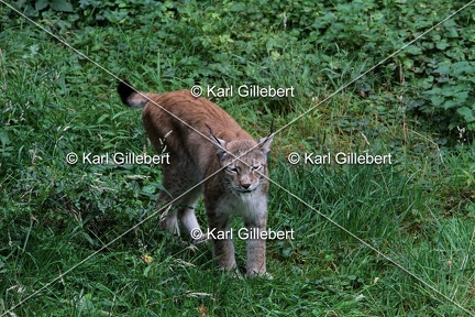 Karl-Gillebert-lynx-boreal-lynx-lynx-1113