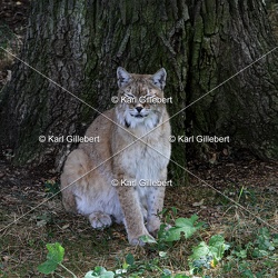Lynx boréal - Lynx lynx