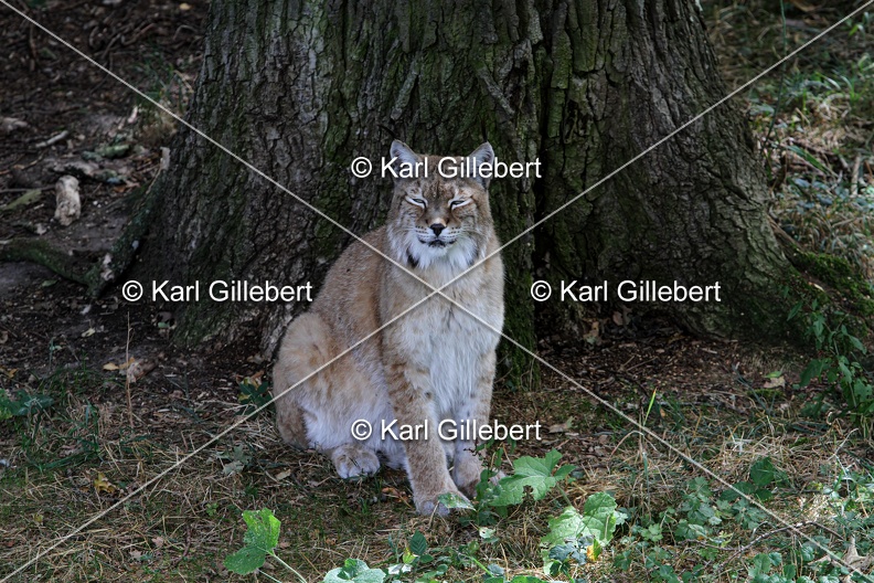 Karl-Gillebert-lynx-boreal-lynx-lynx-1135