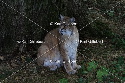 Karl-Gillebert-lynx-boreal-lynx-lynx-1152
