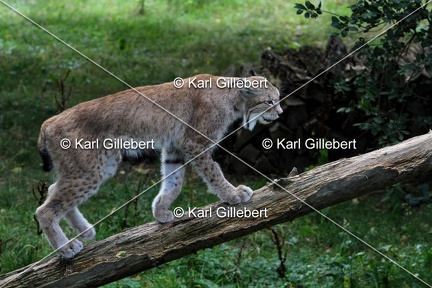 Karl-Gillebert-lynx-boreal-lynx-lynx-1161