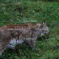 Karl-Gillebert-lynx-boreal-lynx-lynx-1271