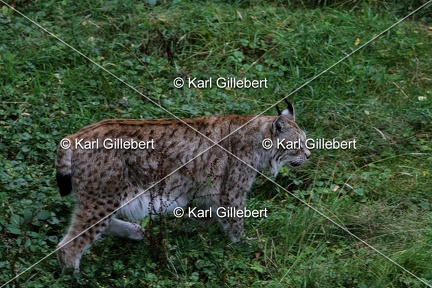 Karl-Gillebert-lynx-boreal-lynx-lynx-1271