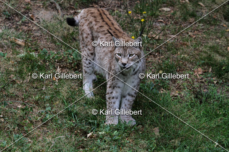 Karl-Gillebert-lynx-boreal-lynx-lynx-1286.jpg