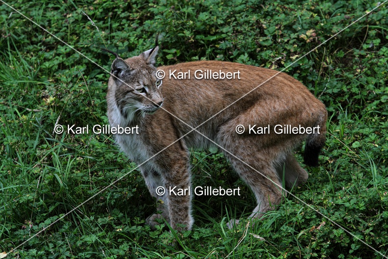 Karl-Gillebert-lynx-boreal-lynx-lynx-1342.jpg