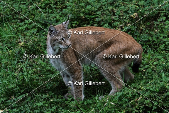 Karl-Gillebert-lynx-boreal-lynx-lynx-1342
