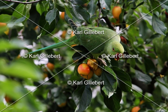 Karl-Gillebert-Perruche à collier - Psittacula krameri-3872
