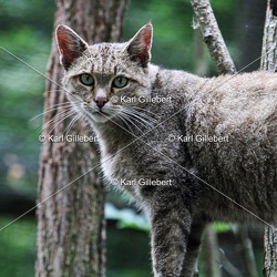 Chat forestier - Felis silvestris silvestris