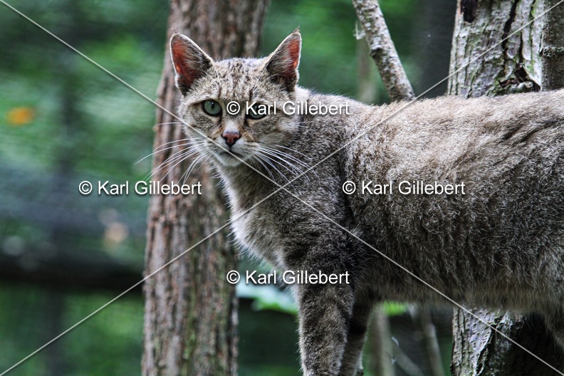Karl-Gillebert-chat-forestier-felis-silverstris-8125.jpg