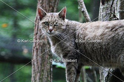 Karl-Gillebert-chat-forestier-felis-silverstris-8125