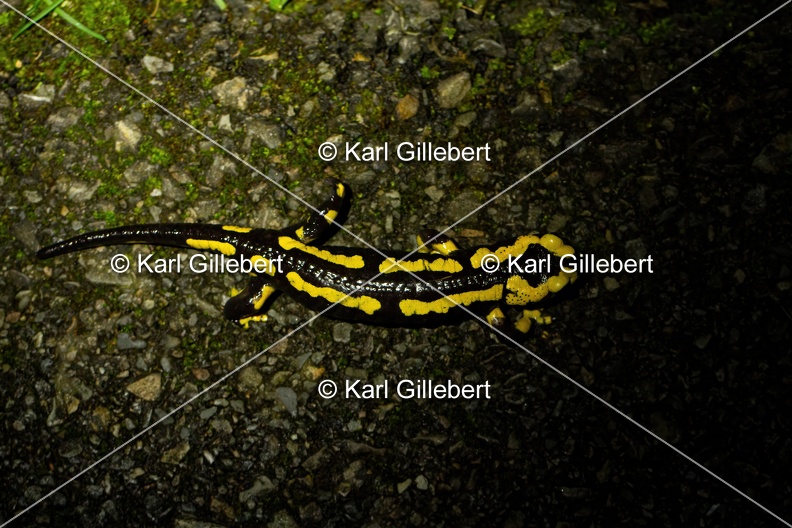 Karl-Gillebert-salamandre-tachetee-salamandra-salamandra-0010.jpg