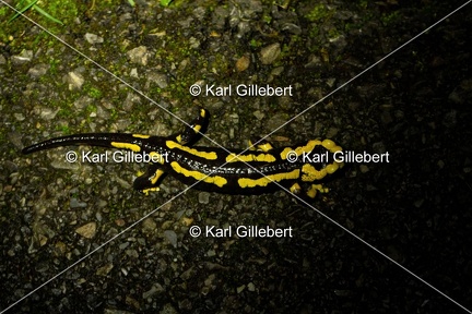 Karl-Gillebert-salamandre-tachetee-salamandra-salamandra-0010