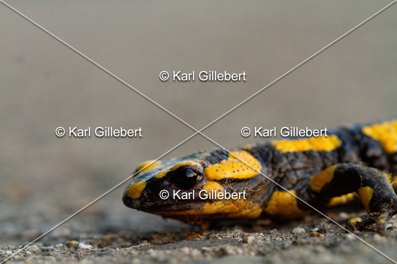 Karl-Gillebert-salamandre-tachetee-salamandra-salamandra-0011.jpg