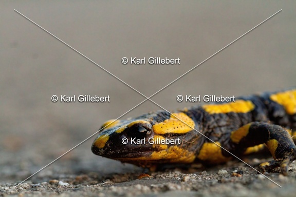 Karl-Gillebert-salamandre-tachetee-salamandra-salamandra-0011