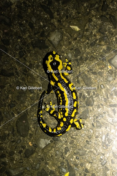 Karl-Gillebert-salamandre-tachetee-salamandra-salamandra-0052.jpg
