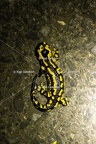 Karl-Gillebert-salamandre-tachetee-salamandra-salamandra-0052